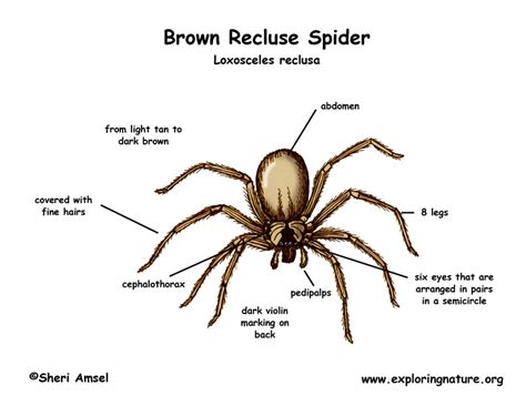 Texas Brown Recluse Spider Identification Chart