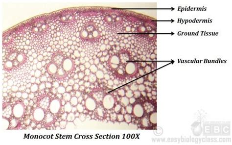 Dicot Stem Vs Monocot Stem Comparison | EasyBiologyClass