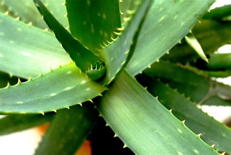 Aloe Vera Thorns Medicinal - Free photo on Pixabay - Pixabay