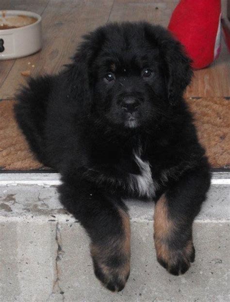 Yogi. Newfoundland/Bernese mix | Hundar