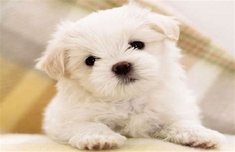 10 Cutest Small-Sized Dog Breeds – Picture and Information |Select Your ...