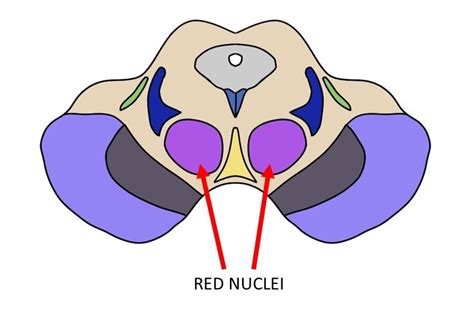 Red nucleus - definition — Neuroscientifically Challenged