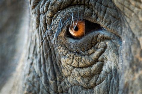 Gripping photos capture the beauty and plight of the world's elephants | Elephant day, World ...