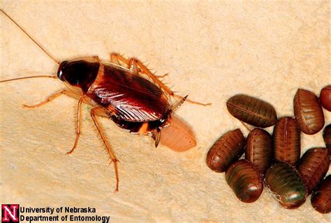 Photos of Ants and Ant Damage - University of Nebraska Cooperative ...