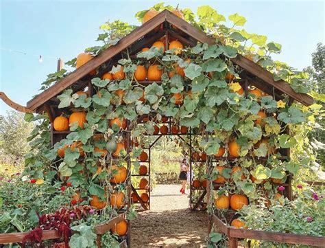 11 Idyllic Pumpkin Patches And Displays To Visit Around L.A. This Fall - Secret Los Angeles