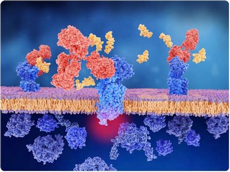 Current and Future Applications of Rabbit Monoclonal Antibodies