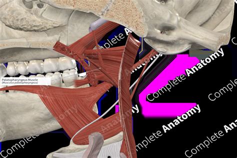 Palatopharyngeus Muscle | Complete Anatomy