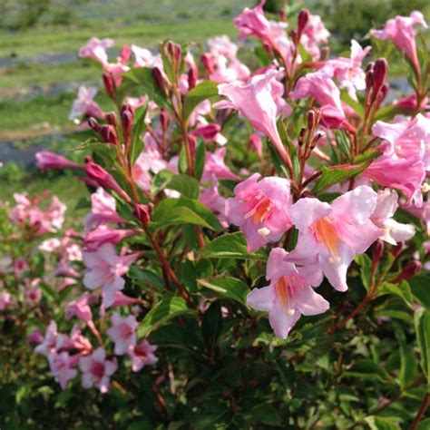 Sonic Bloom® Pure Pink - Weigela florida | Proven Winners