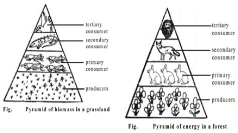 Where The Wild Things Were - The Para-Rigger