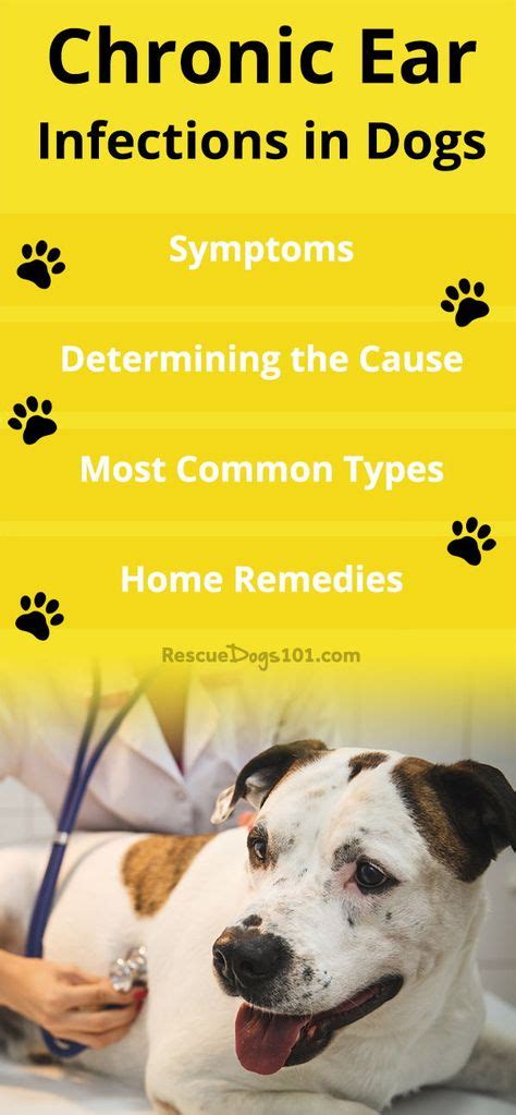 38 Best Dog ear infection treatments images in 2020 | Dogs ears infection, Ear infection, Dog ...
