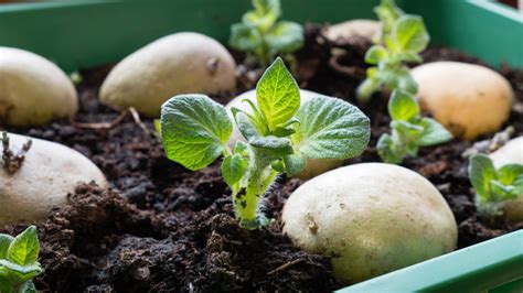 The Ultimate Guide To Sprouted Potatoes