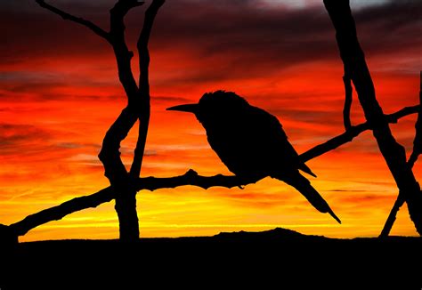 Edit free photo of Bird,sunset,silhouette,branch,tree - needpix.com