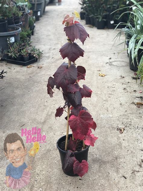 Crimson Glory Vine 8" Pot - Hello Hello Plants & Garden Supplies