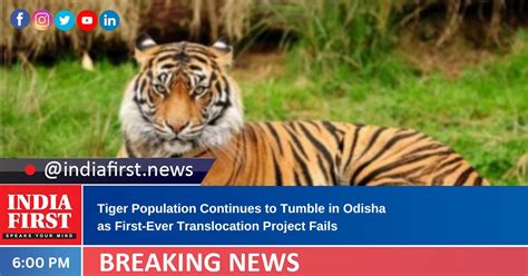 Tiger Population Continues to Tumble in Odisha as First-Ever ...