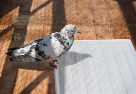 Tippler Pigeon: Origin, Appearance, Behavior, Care, And More