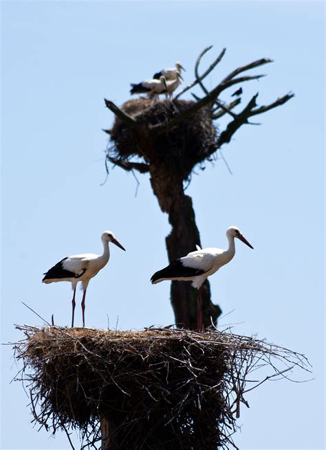 Stork’s Nest - Pentax User Photo Gallery