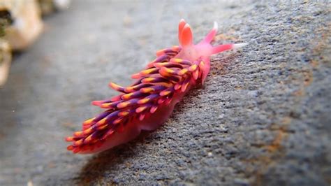 Rare rainbow sea slug that looks like a sci-fi creature was captured on ...