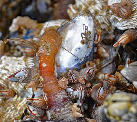 writingphotographystudio: Gooseneck barnacles