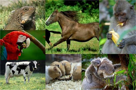 Cuales son los animales herbivoros - Ara blog