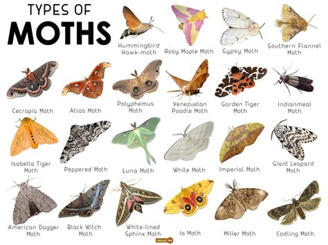 Hawk Moths Wallpapers - Wallpaper Cave