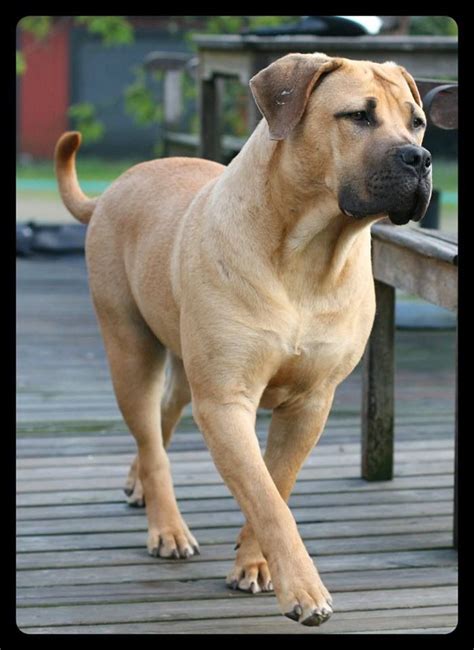 a large brown dog standing on top of a wooden deck