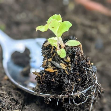 How to Plant Lettuce Seeds: Growing Lettuce from Seed - Bunny's Garden