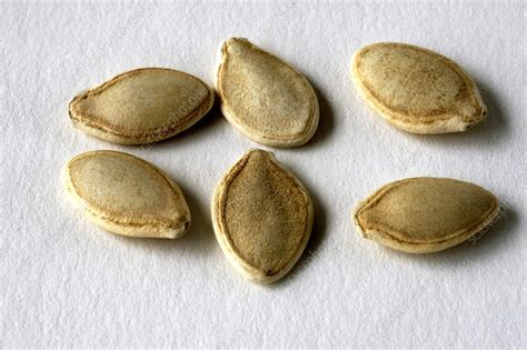 Summer Squash Seeds - Stock Image - C012/8694 - Science Photo Library