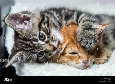 Two kittens cuddling Stock Photo - Alamy