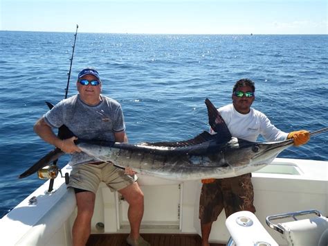 Striped Marlin - Picante Sportfishing