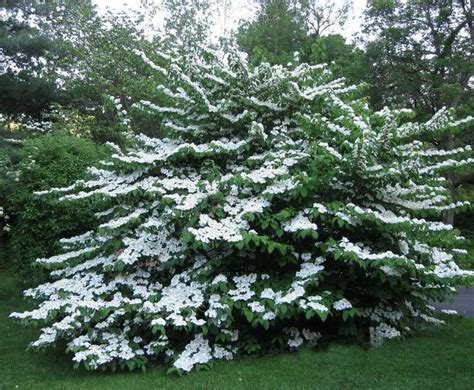 Large Evergreen Flowering Shrubs Uk - Thuem Garden Plant