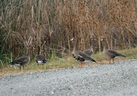 Pictures and information on Greater White-fronted Goose