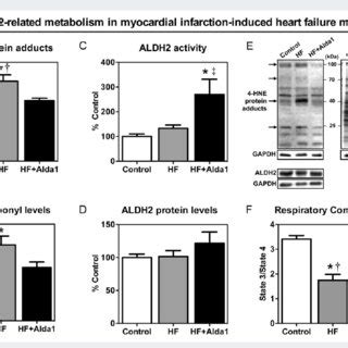 Mitochondrial ALDH2 activation improves cardiac function in a rat model... | Download Scientific ...