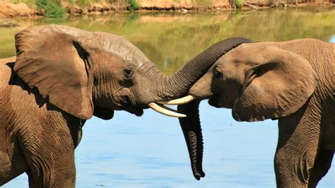 Bioparque Estrella el safari más grande de México | El Souvenir