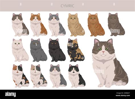 Cymric Cat clipart. All coat colors set. All cat breeds characteristics ...