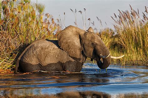 Botswana Photography Safari - The Travel Specialists