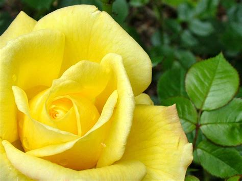 HD Wallpapers: Yellow Roses Pictures