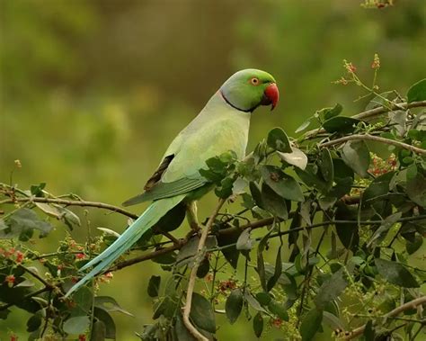 Rose-Ringed Parakeet - Facts, Diet, Habitat & Pictures on Animalia.bio