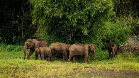 Tholpetty Wildlife Sanctuary | Wildlife Sanctuaries In Kerala | Tourist Places In Wayanad ...