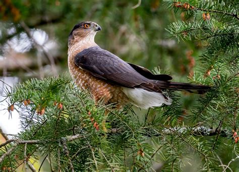 Cooper's Hawk Calls (Learn 3 Common Sounds!) - Bird Watching HQ