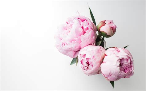 Peonies Wallpapers and Backgrounds 4K, HD, Dual Screen