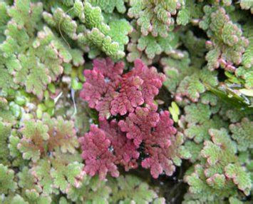 Red Azolla (Azolla pinnata) - Knowledge Base LookSeek.com