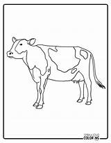Cow Coloring Pages Free PDF Printables  Simply Love sketch template