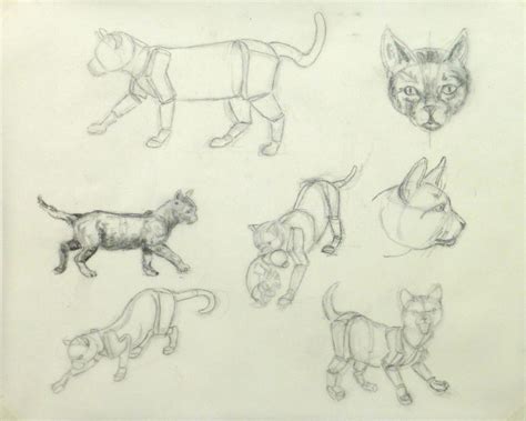 Drawing - Cat Anatomy - Original Art, Antique Maps & Prints