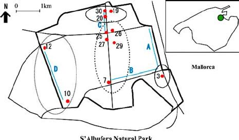 Map of the study area. — , S’Albufera Natural Park boundary; | Download Scientific Diagram