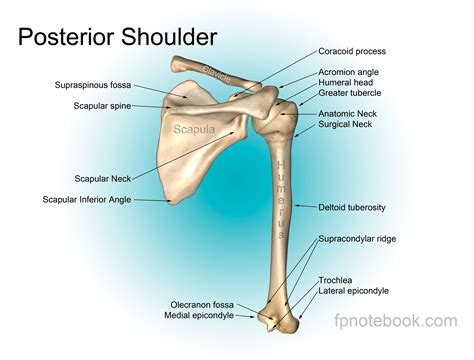 Shoulder Muscle Anatomy, Arm Muscle Anatomy, Shoulder Blade Muscles, Shoulder Bones, Neck And ...