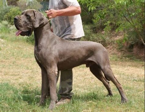 Is Great Dane A Mastiff