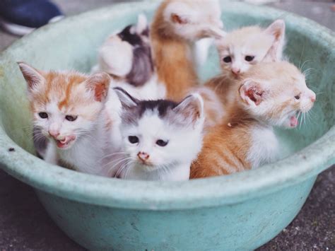 A group of newborn kittens cat kitten kitty lovely cute cutest | Newborn kittens, Kittens, Cats ...