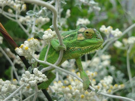 TABLE MOUNTAIN WILDLIFE - UHM, WHERE IS IT? - The Fynbos Guy