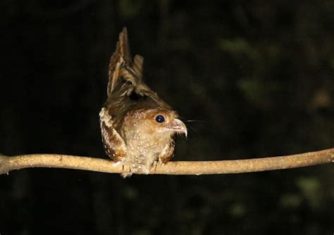 Birding Berrien and Beyond: Oilbird