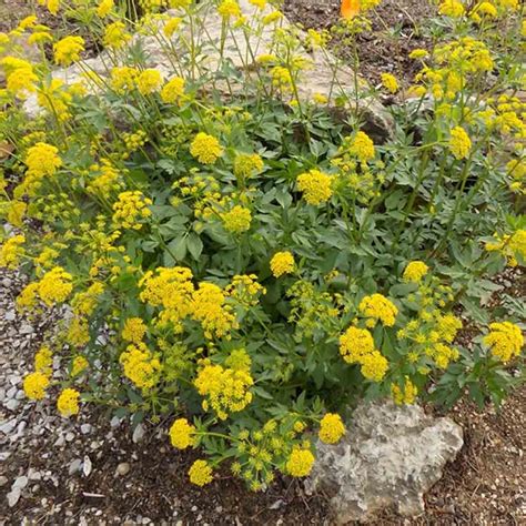 Zizia aurea - Golden Alexander - Sugar Creek Gardens